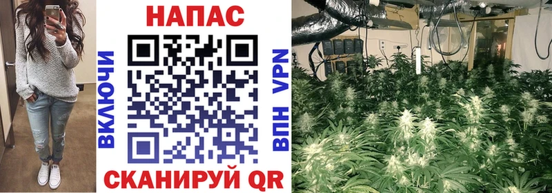 Конопля Bruce Banner  Тбилисская 